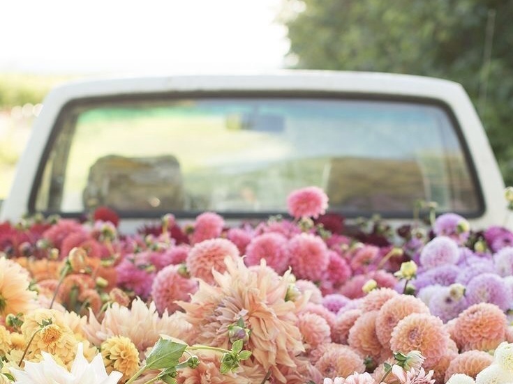 Envíos de flores y plantas