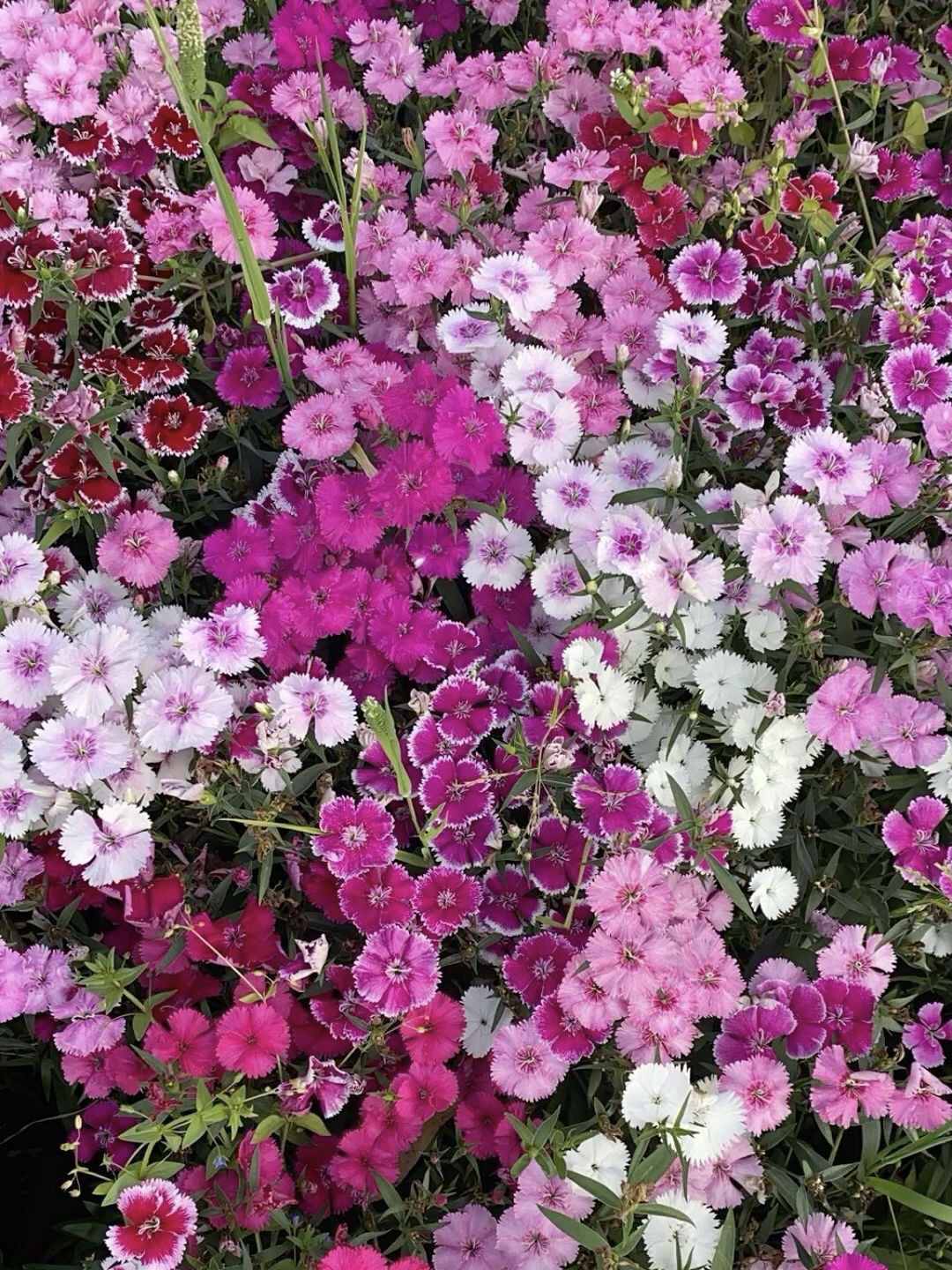 Dianthus